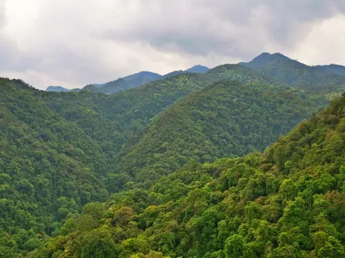 2022年無(wú)量山古樹(shù)春茶迎春“綻放”!