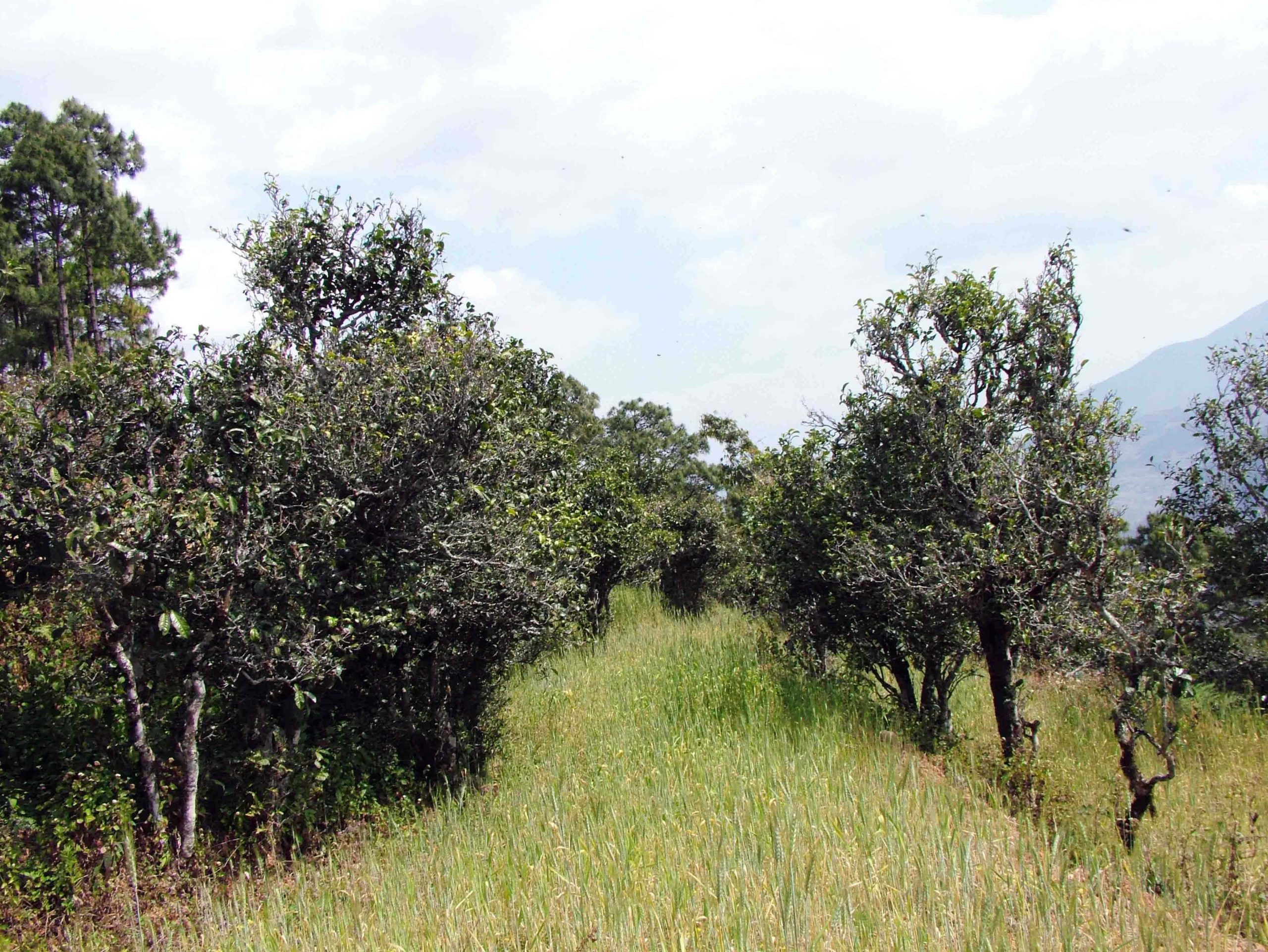 2022年景東老倉(cāng)福德古樹春茶口感特點(diǎn)？