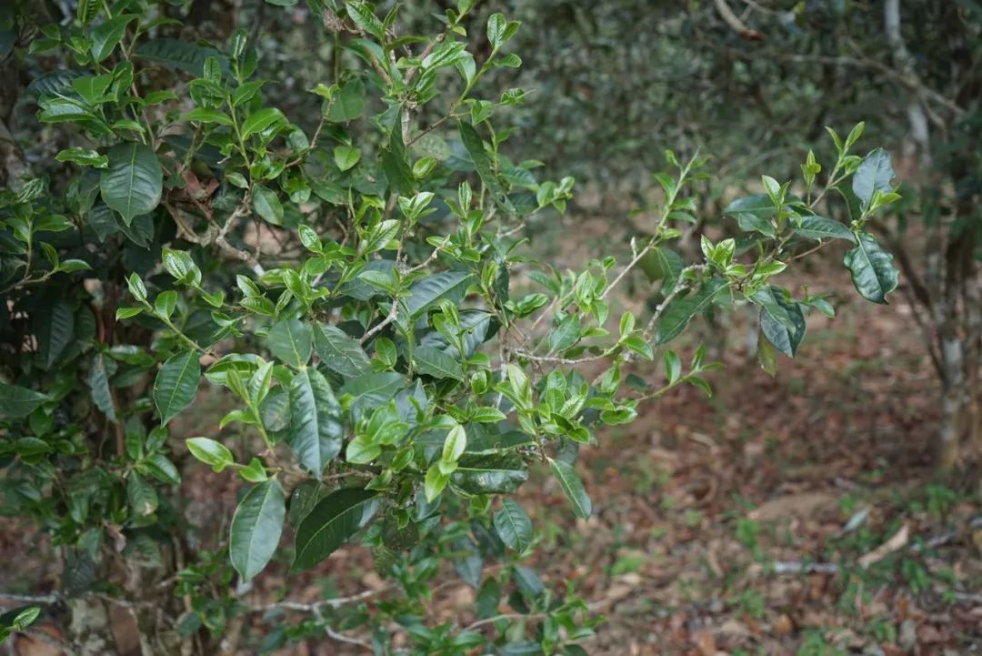 2022年景東哀牢山古樹春茶價格多少？