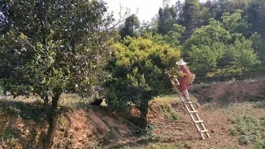 2022年鎮(zhèn)沅馬鄧古樹春茶口感是什么？