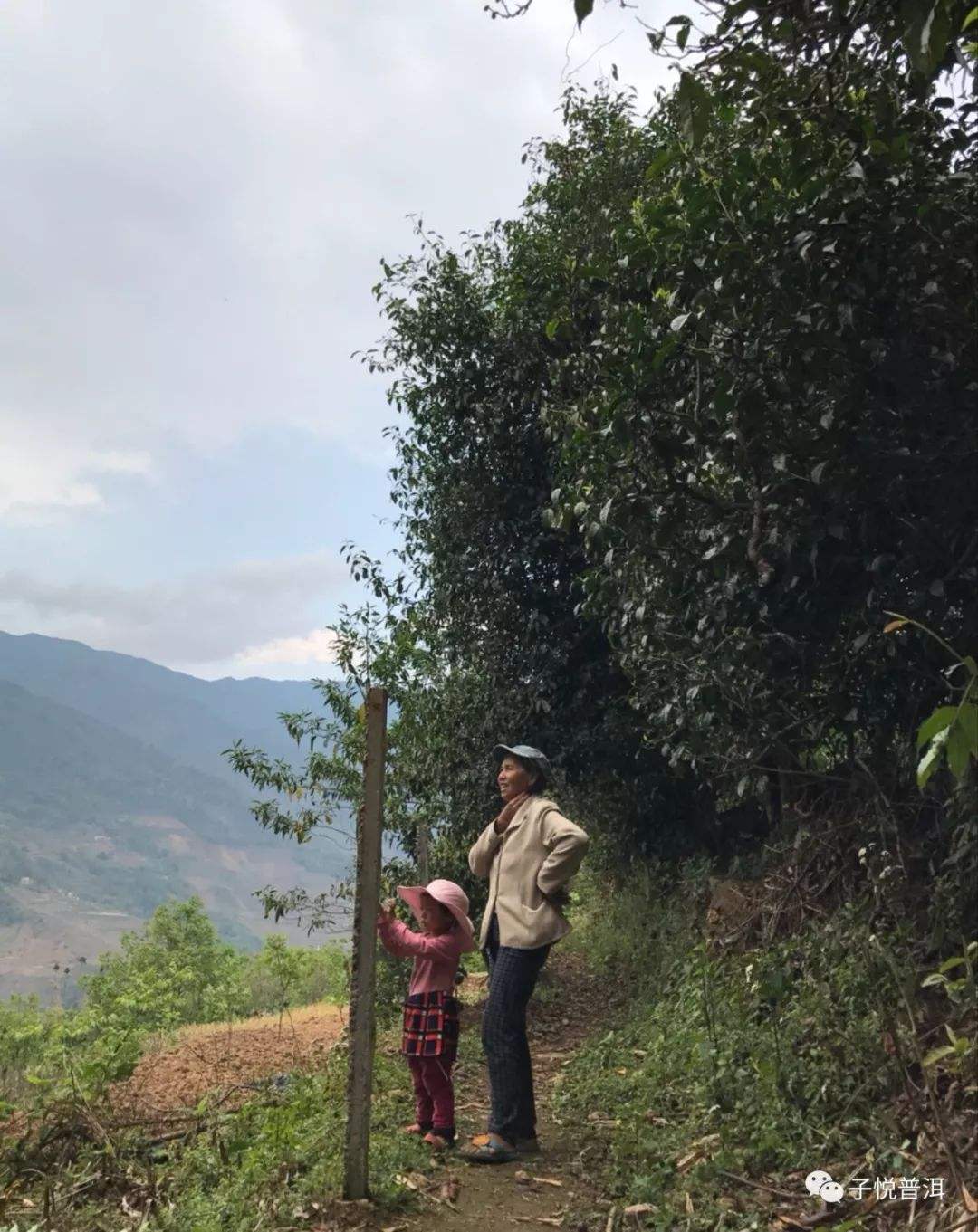 2022年鎮(zhèn)沅馬鄧古樹春茶多少錢一公斤？