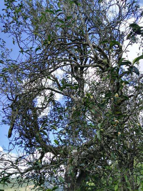 2022年鎮(zhèn)沅老海塘古樹春茶特點？