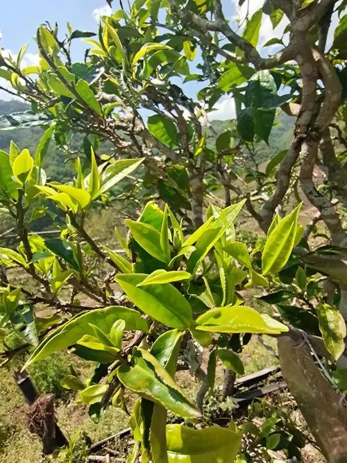 2022年鎮(zhèn)沅砍盆箐古樹春茶特點？