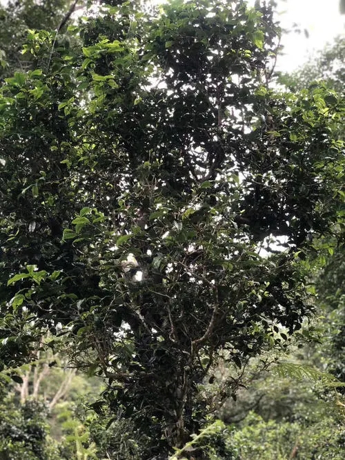 2022年鎮(zhèn)沅砍盆箐古樹(shù)春茶口感？