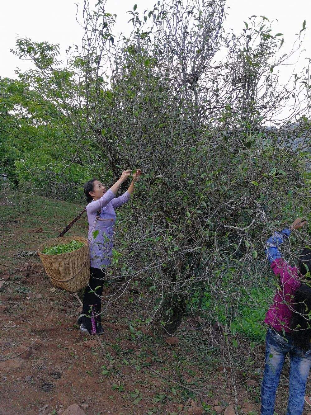 2022年鎮(zhèn)沅打筍山古樹春茶口感？