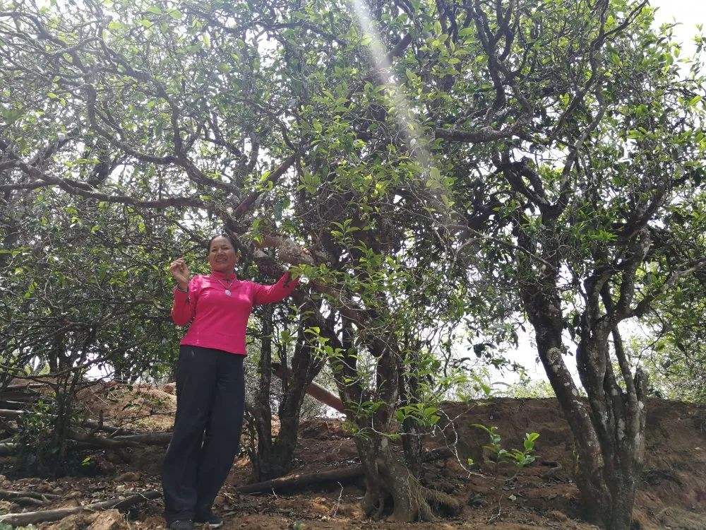 2022年鎮(zhèn)沅打筍山古樹春茶特點？