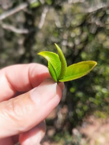 2022年野性十足的鎮(zhèn)沅打筍山古樹春茶！