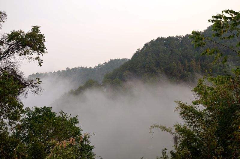 2022年鎮(zhèn)沅老烏山古樹(shù)春茶多少錢一公斤？
