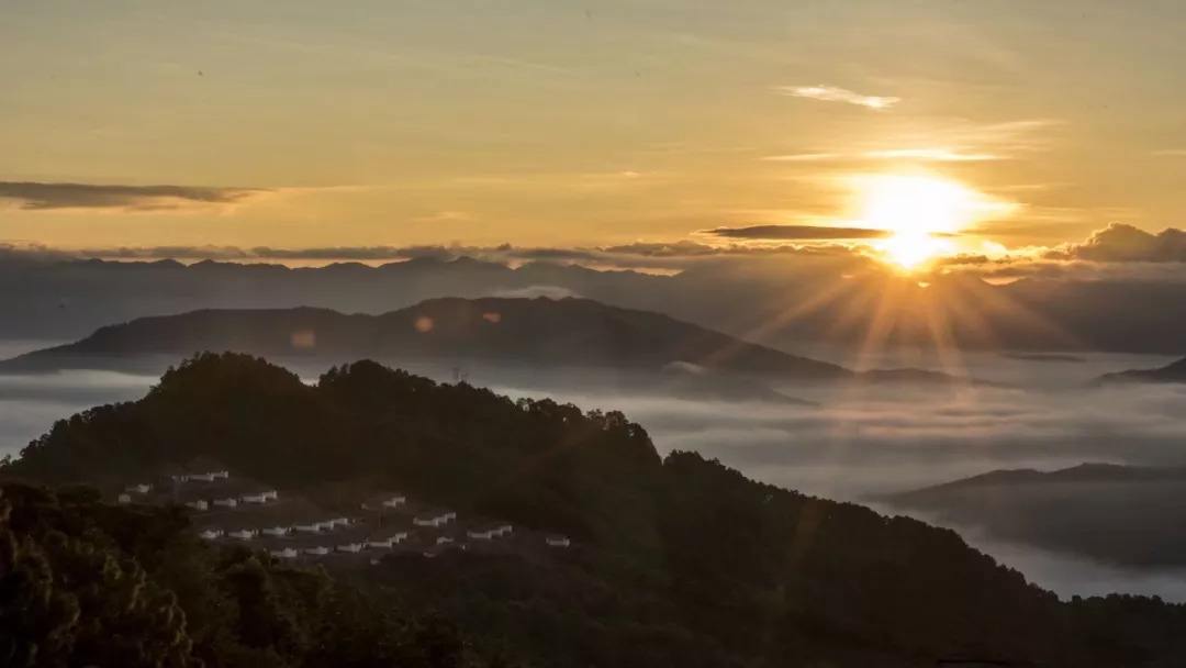 2022年別樣的味道，鎮(zhèn)沅老烏山古樹春茶