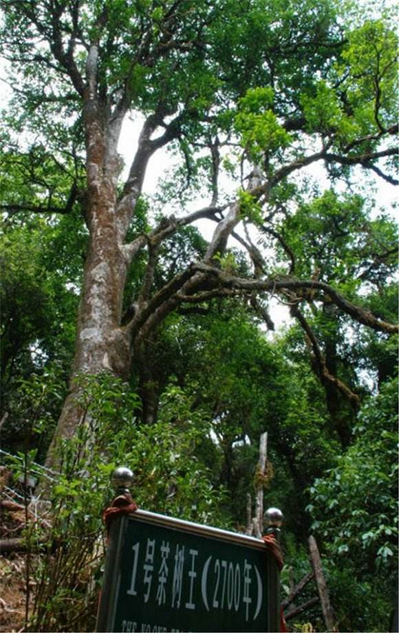 2022年鎮(zhèn)沅千家寨古樹春茶價(jià)格？