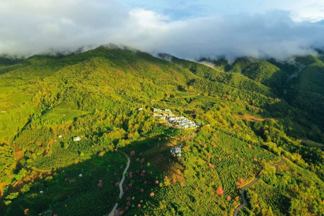 2022年困鹿山古樹春茶口感是什么？