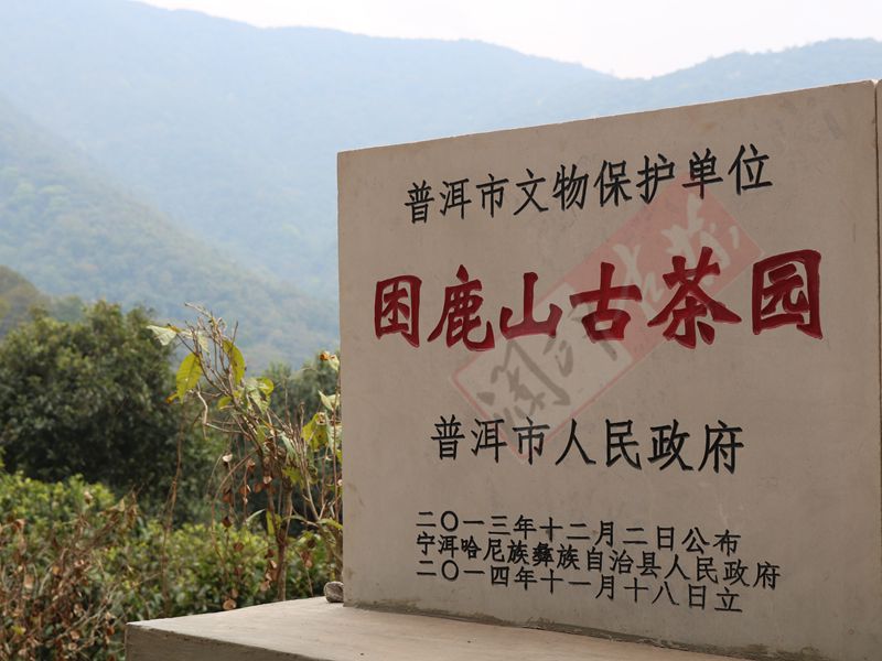 2022年困鹿山古樹春茶多少錢一公斤？