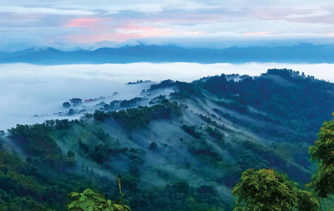 2022年景邁山古茶林為什么可以申遺？