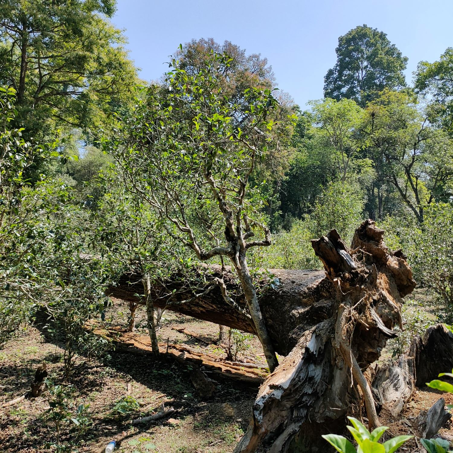 2022麻黑古樹春茶口感？