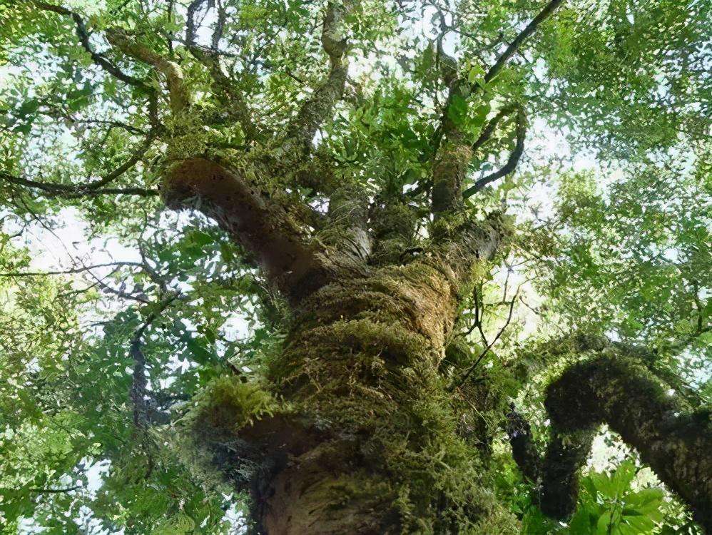 2022年落水洞古樹春茶特點(diǎn)？