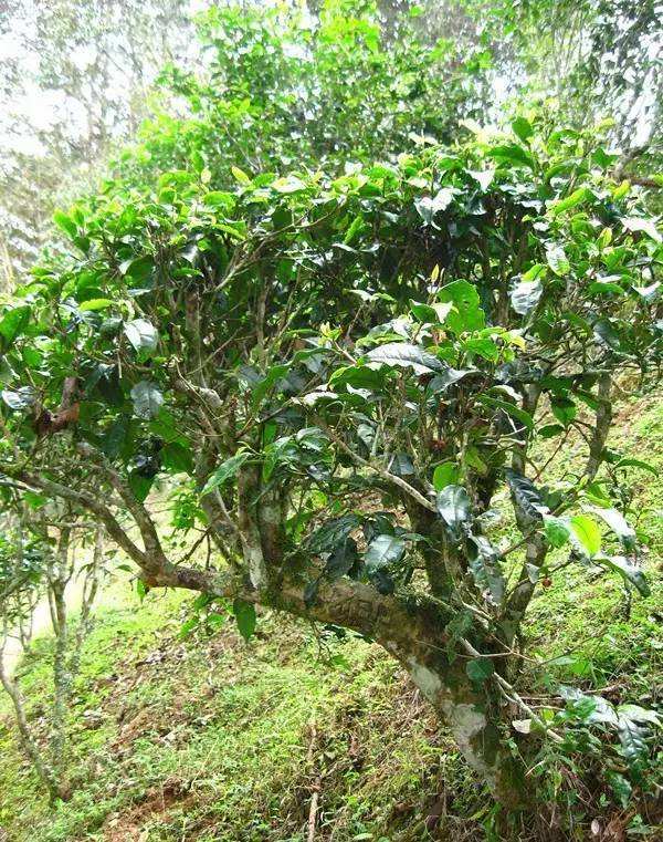 2022年落水洞古樹(shù)春茶——盞盛琥珀光，柔甜入人心