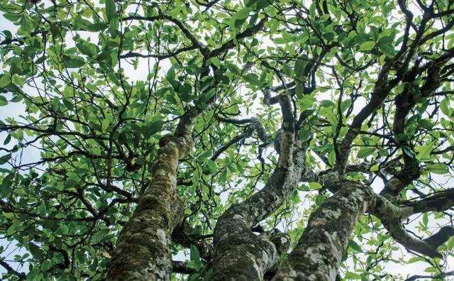 2022年落水洞古樹春茶多少錢一公斤？