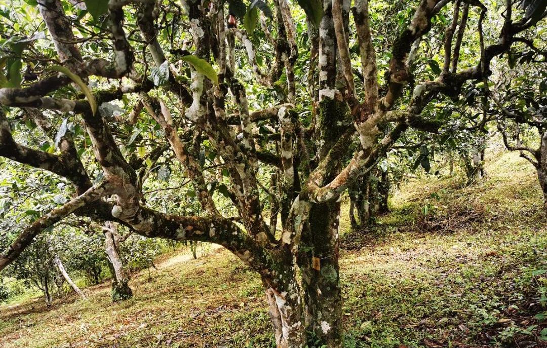 2022年落水洞古樹春茶價(jià)格？