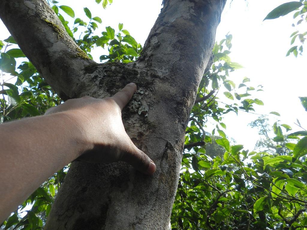 2022年大漆樹古樹春茶口感？