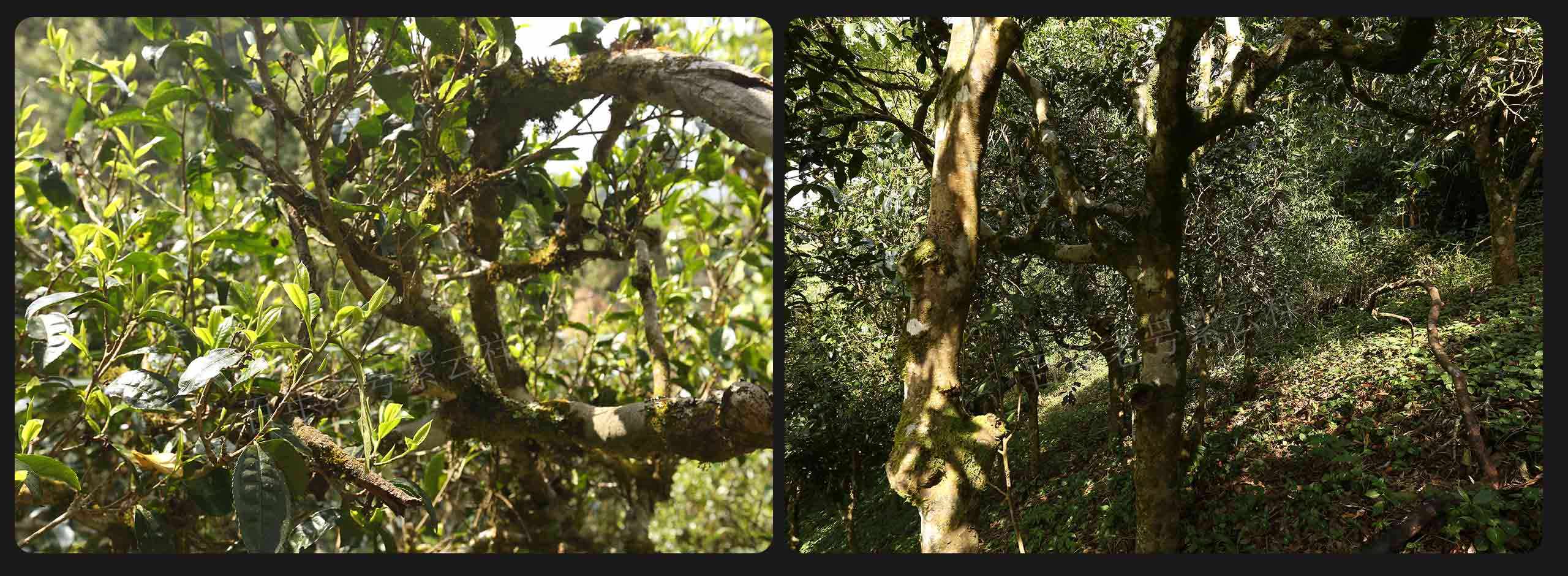 2022年大漆樹古樹春茶價(jià)格？