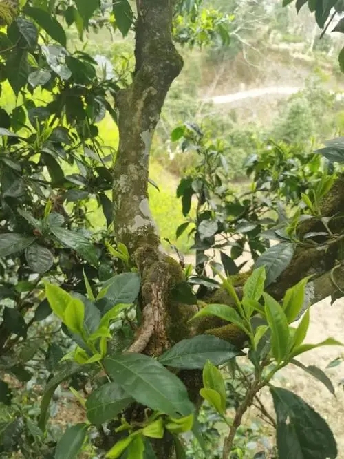 2022年彎弓古樹春茶特點？