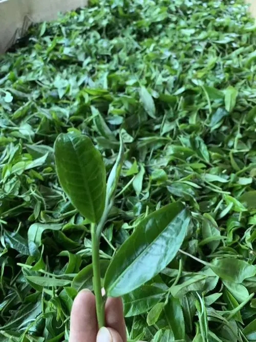 2022年彎弓古樹(shù)春茶口感？