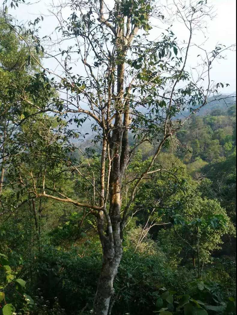 2022年彎弓古樹春茶多少錢一公斤？