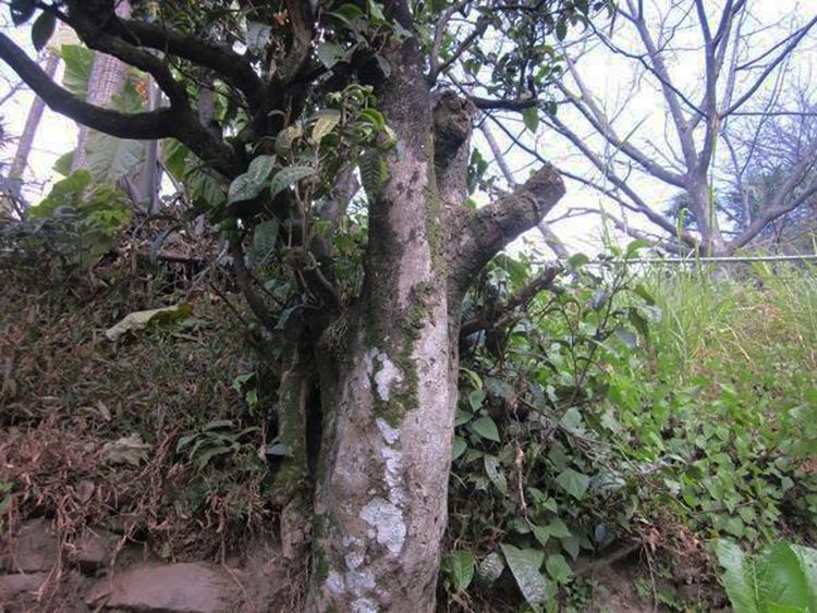 2022年白茶園古樹春茶特點(diǎn)？