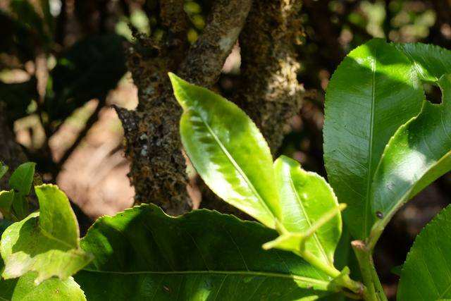 2022年白茶園古樹春茶價格？