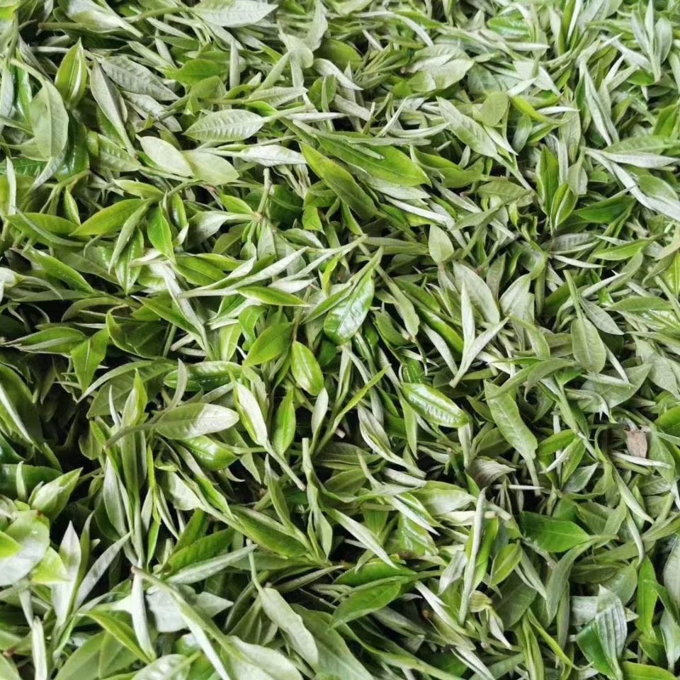 2022年白茶園古樹春茶多少錢一公斤？