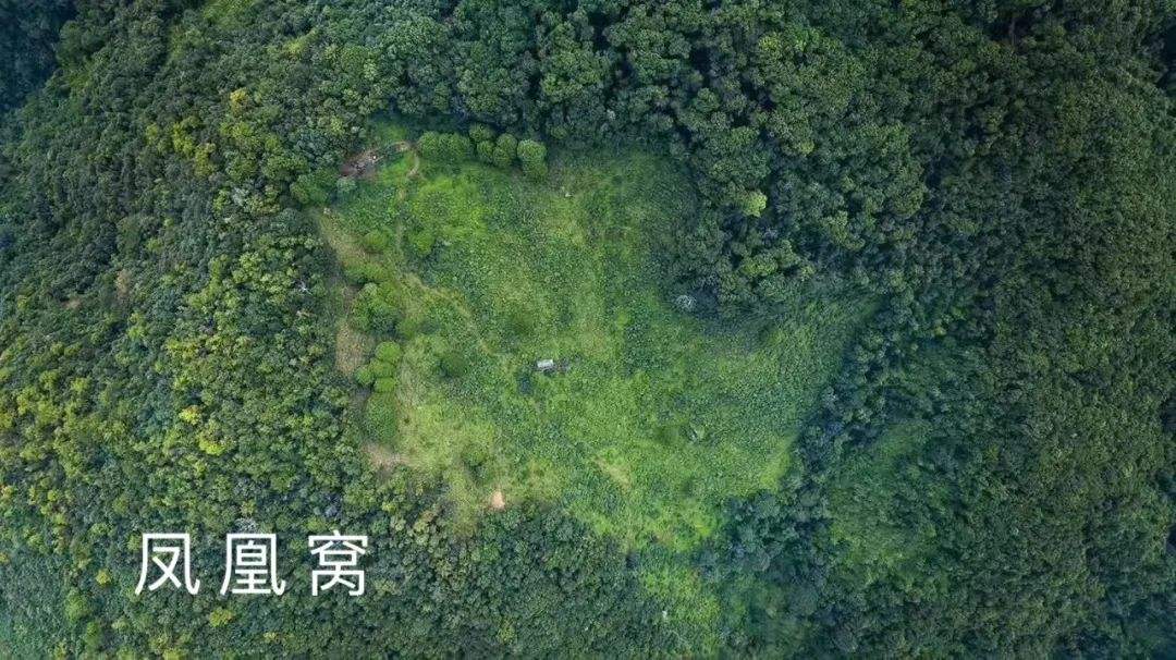 2022年鳳凰窩古樹春茶特點？