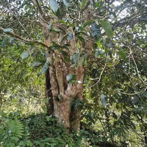 2022年刮風寨茶王樹古樹春茶價格？