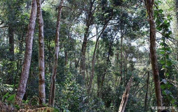 2022年冷水河古樹春茶特點？