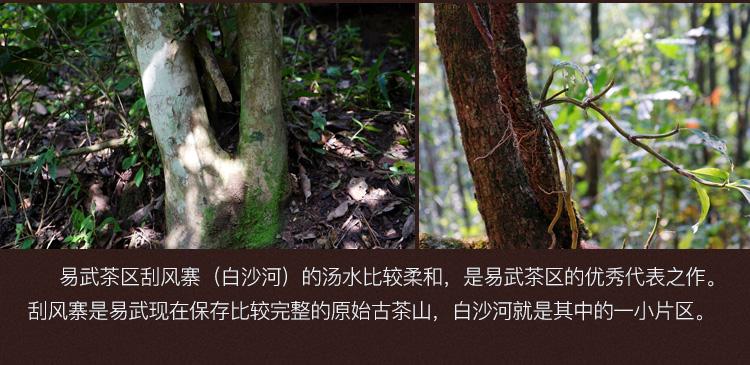 2022年白沙河古樹春茶口感？