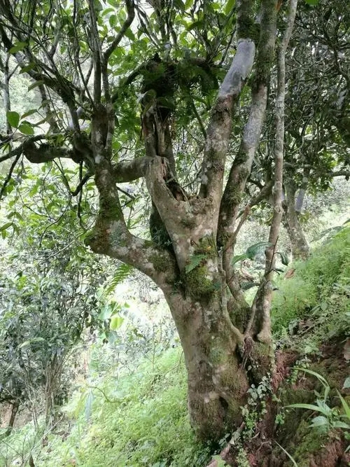 2022年黑水梁子古樹春茶特點？