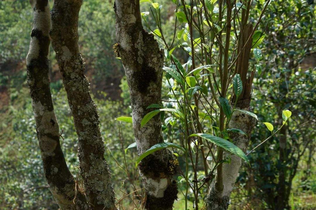 2022年刮風(fēng)寨茶坪古樹春茶特點(diǎn)？