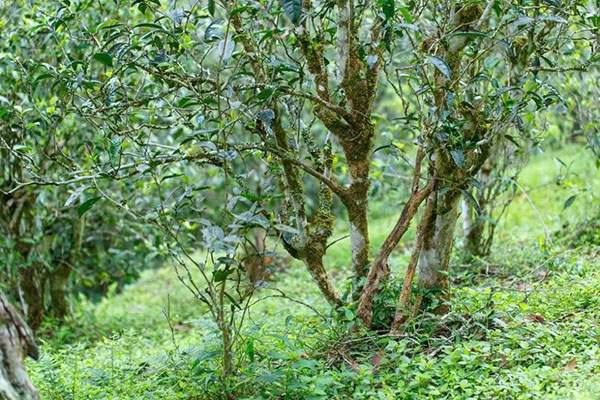 2022年刮風(fēng)寨茶坪古樹(shù)春茶口感？