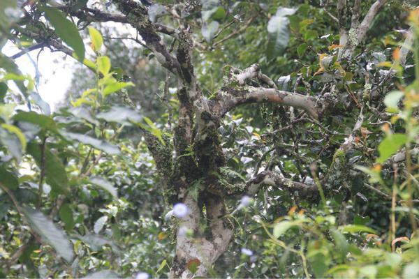 2022年茶氣狂野，香柔蜜韻的刮風(fēng)寨茶坪古樹茶