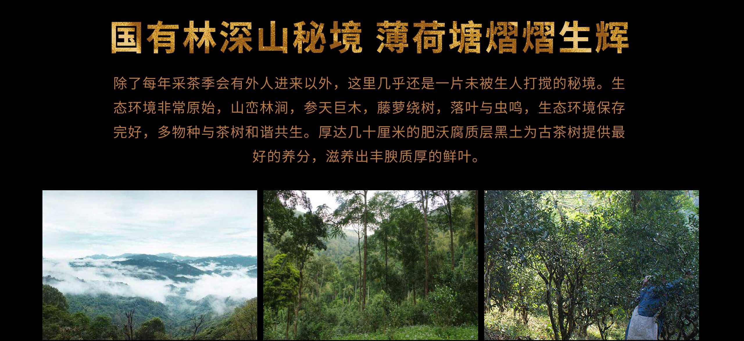 2022年薄荷塘古樹春茶特點？