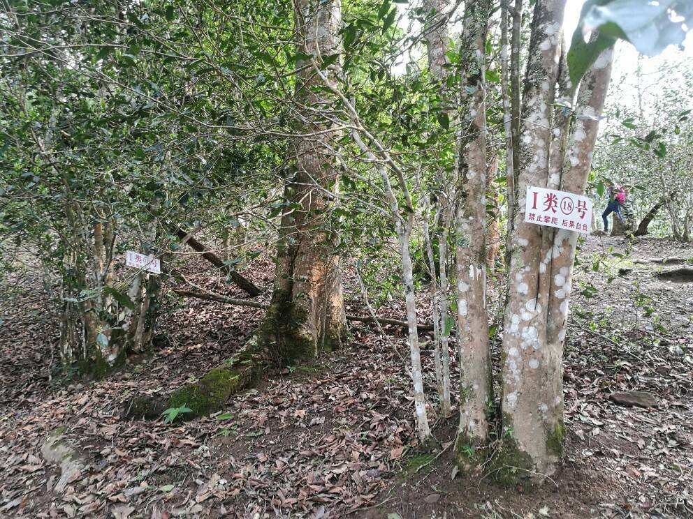 2022年薄荷塘古樹(shù)春茶口感？