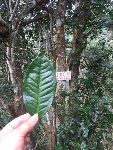 2022年薄荷塘古樹春茶價格？