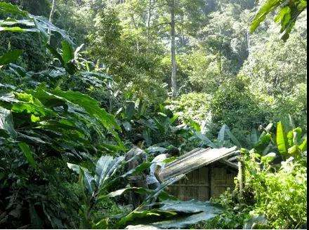 2022年薄荷塘古樹春茶多少錢一公斤？