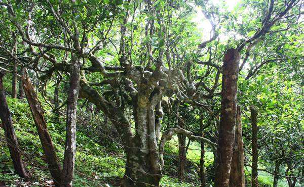 2022年多依樹古樹春茶口感？