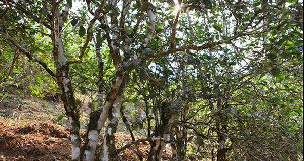 2022年易武張家灣古樹春茶口感？