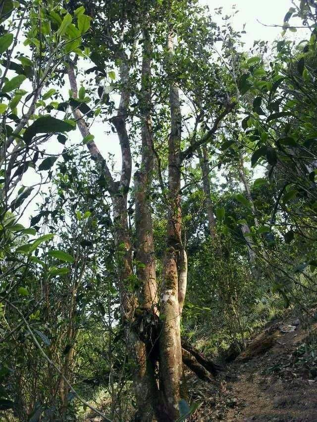 2022年一扇磨古樹(shù)春茶口感?