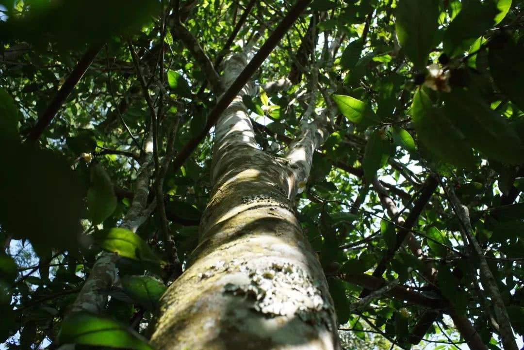 2022年香椿林古樹春茶口感？