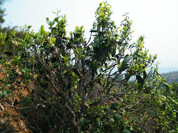 2022年香椿林古樹春茶價格？