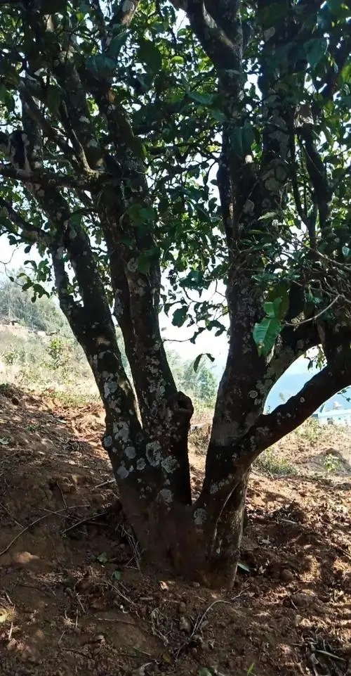 2022年香椿林古樹春茶多少錢一公斤？