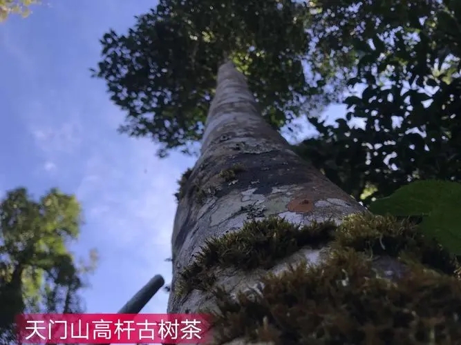 2022年天門山古樹春茶特點(diǎn)？