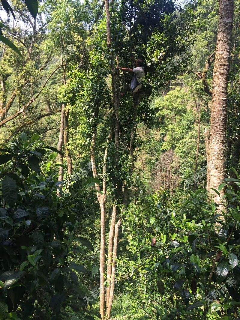 2022年天門山古樹春茶口感？